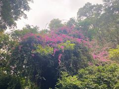 -深圳国际园林花卉博览园