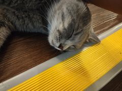 -猫岛主趣味餐厅(鼓浪屿店)