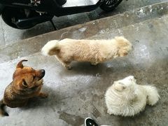 -老殷锅仔