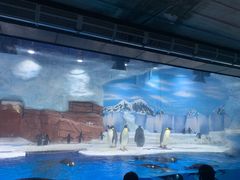 -海合安成都极地海洋公园