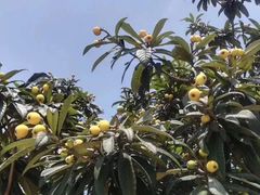 -塘栖枇杷特色园区