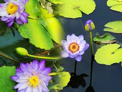 -国家植物园南园