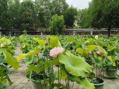 -莲花池公园