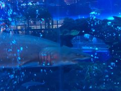 -成都浩海立方海洋公园