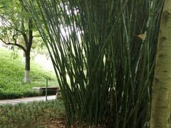 -龙头寺公园