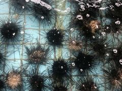 -霞涌市场海鲜摆卖区