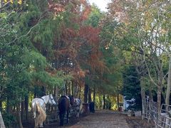 -上海海湾国家森林公园