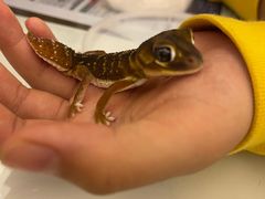 -酷以爬仙阁实体爬宠店·守宫·蜥蜴·专业繁育