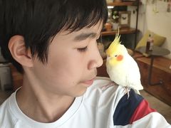 -吉丁鸟咖·异宠·寄养