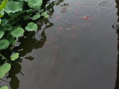 -龙头寺公园