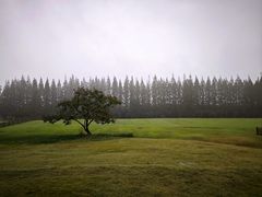 -黄海国家森林公园