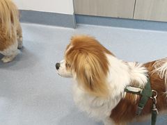 -宠物星动物医院·眼科·异宠·猫科(江南大道总院)