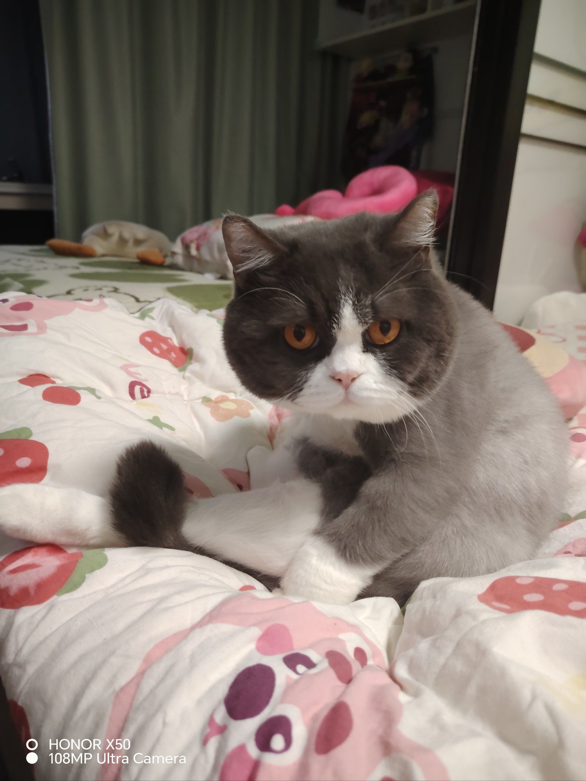 不爽脸猫咪,你在生气吗?