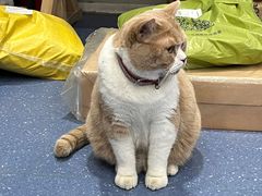 -伟伟宠物医院·CT影像中心·瑞派犬猫综合性门诊(汉口总院)