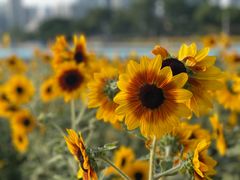 -海心沙亚运公园