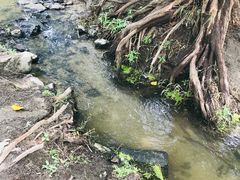 -白水寺森林公园