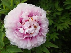 -洛阳市隋唐城遗址植物园