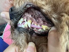 -宠福鑫康馨动物医院·骨科·眼科