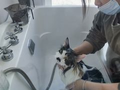 -爱洗澡的猫(望京店)
