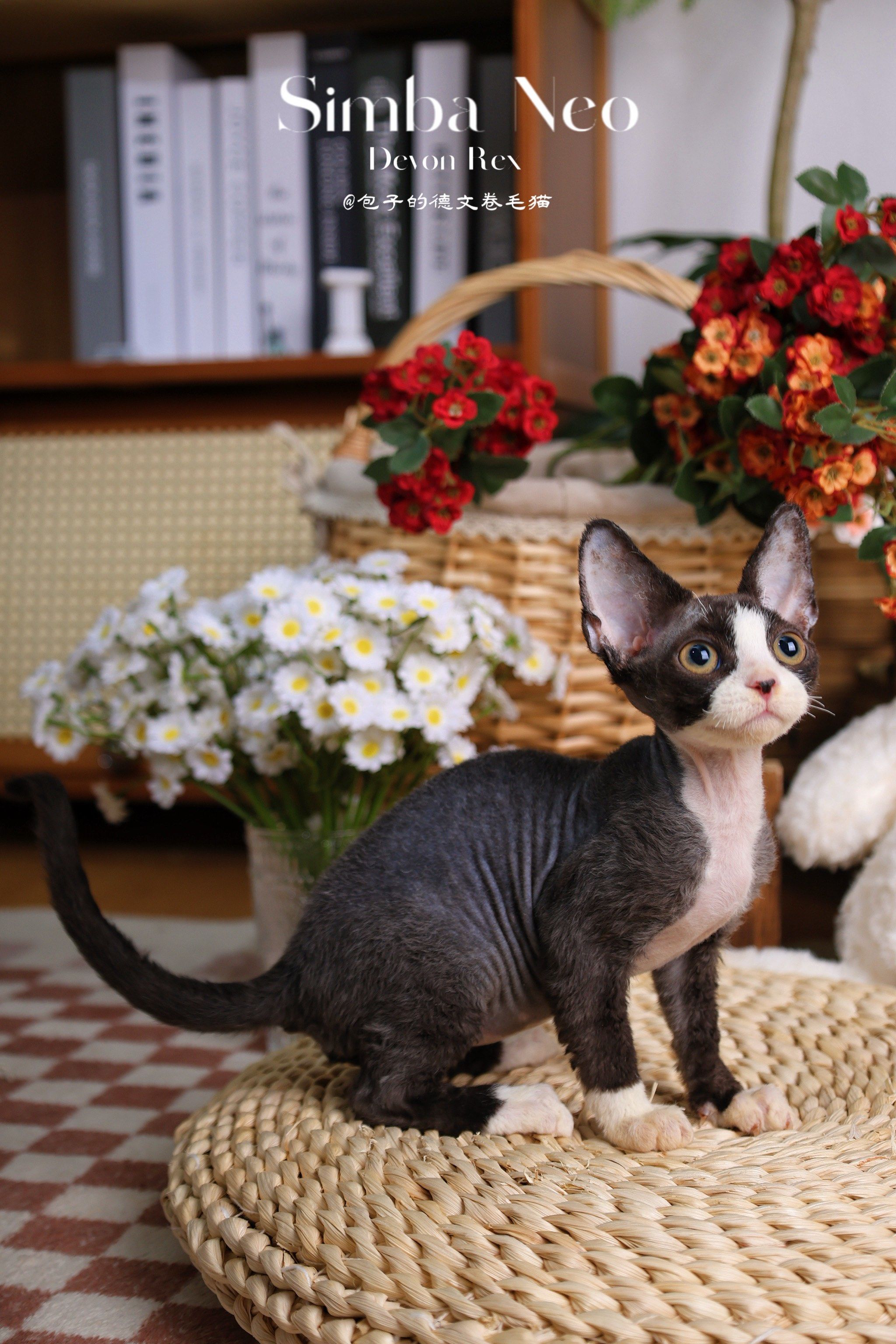 德文卷毛猫～黑白开脸弟弟