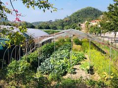 -红山村
