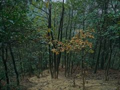 -南山植物园