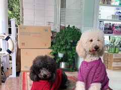 -翊宠yipet猫狗购宠庄园犬舍•猫舍