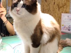 -喵喵咪呀布偶猫咖(春熙路店)