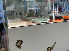 -babydoll猫舍·米努特·德文·缅因(久光中心店)
