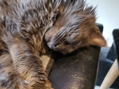 -平行世界·猫咖(首经贸店)