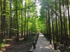 -桤木河湿地公园