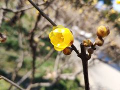 -无锡梅园公园