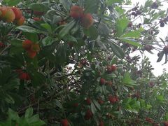 -塘栖枇杷特色园区