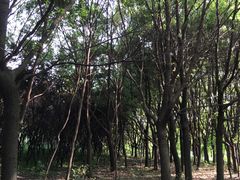 -昆山城市生态森林公园