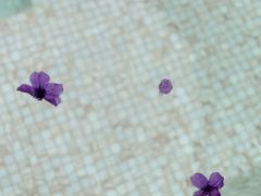 -瑰丽酒店·海吧·天际下午茶·现场DJ·天台酒吧