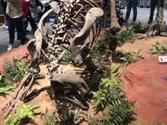 -自贡恐龙博物馆