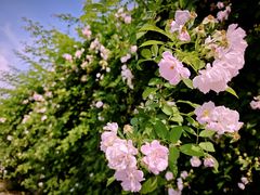 -杭州观成实验学校