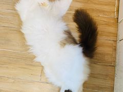 -李小姐の猫咖啡馆(五角场店)