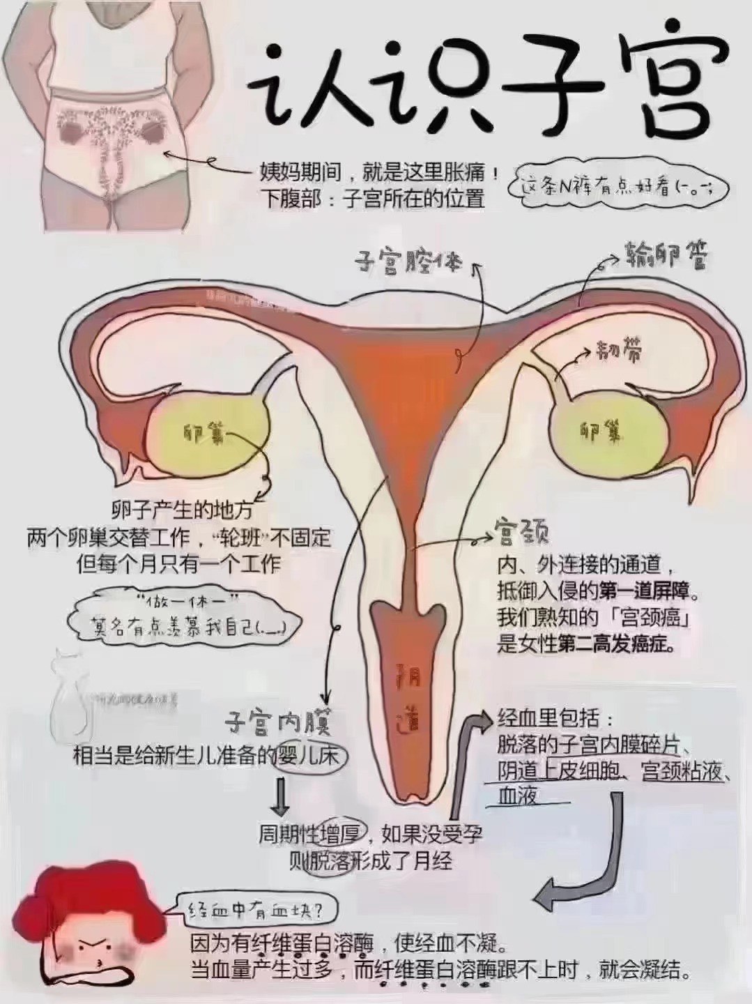 月经形成图解图片