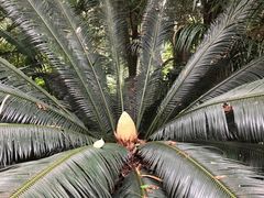 -广西壮族自治区药用植物园