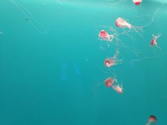 -多彩贵州城极地海洋世界