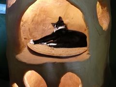 -猫猫幼稚园·撸猫·桌游·电玩
