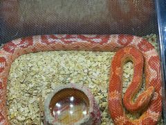 -青石桥花鸟鱼虫市场(叠翠城店)