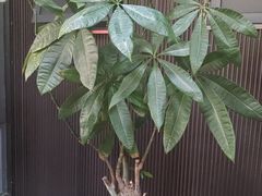 -阿伟海鲜楼·福建菜(涵江店)