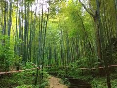 -镇江市南山风景名胜区竹林景区