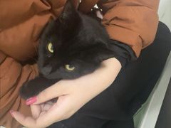 -汪喵宠物医院·骨科心脏影像·犬猫急重症ICU诊疗中心(成华分院)