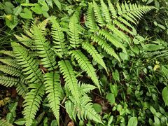 -上海佘山国家森林公园天马山园