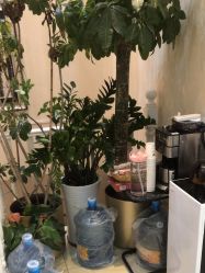 -紫洁俪方（北京）医疗美容