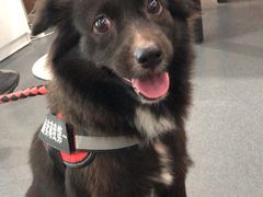 -爱侣宠医·鹦鹉专科·小型哺乳类·异宠专科(灵石路店)