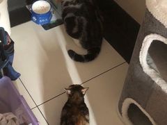 -瑞鹏宠物医院·骨科·猫科·内科(第一中心)